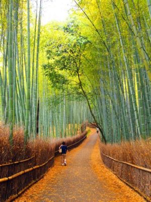 Yangmeiling National Forest Park, Enchanting Bamboo Groves and Soaring Peaks!