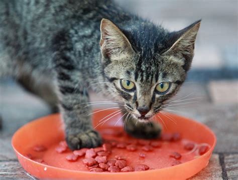 Can Kittens Eat Regular Cat Food?