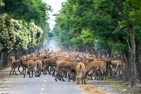  Dafeng Milu Nature Reserve - En unik upplevelse för alla som älskar djur och natur!