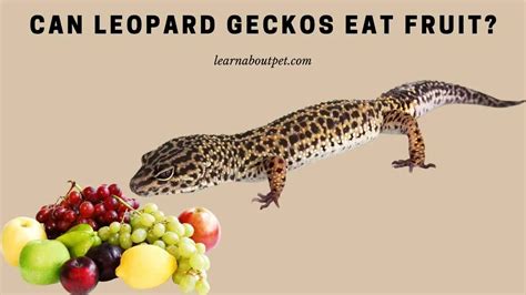 Do Geckos Eat Fruit?