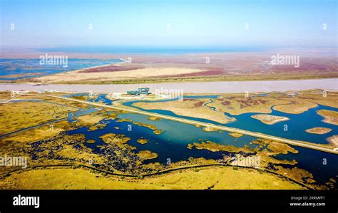 Dongying Yellow River Estuary Nature Reserve Enchanting Coastal Landscape and Thriving Birdlife!