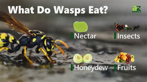 What Do Wasps Eat For Food?