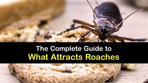 What Food Attracts Roaches?